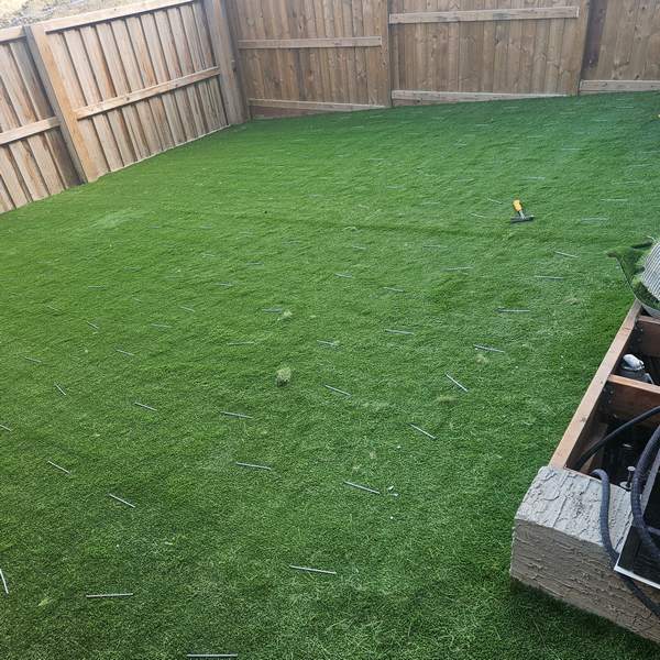Turf being nailed down Calgary